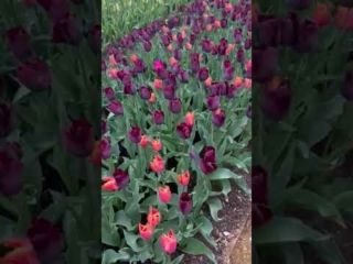 Hampton Court Tulip Festival 2023