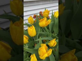 Hampton Court Tulip Festival 2023