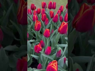 Hampton Court Tulip Festival 2023